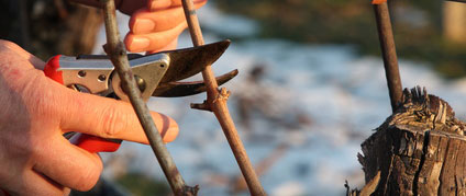 Viticulture : comment prévenir les troubles musculo-squelettiques ? 