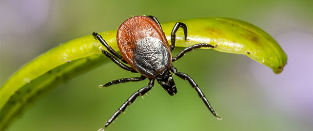 Métiers en extérieur : de l’importance de se protéger de la maladie de Lyme